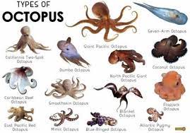 29 Interesting Infographics That Taught Us Something Octopus Facts Types Of Octopus Octopus
