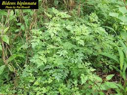 Image result for Bidens bipinnata