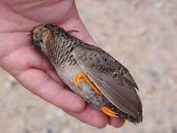 King Quail Excalfactoria Chinensis