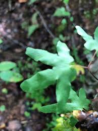 Image result for Lygodium