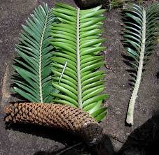 Image result for Encephalartos chimanimaniensis