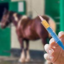 Vacunas Para Caballos Obligatorias Opcionales Y Mas