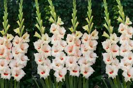 When choosing a spot in your but do not plant gladioli on the place where you have been growing root crops or asters earlier. Gladiolus Bambino Candy Bar Org