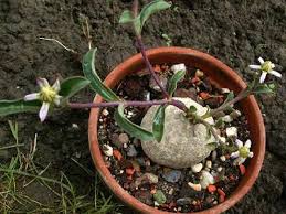 Image result for Raphionacme