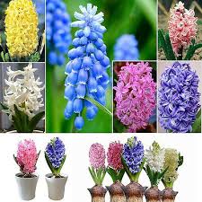Fittingly, hyacinths are often known as a symbol of jealousy and sorrow. Seeds Bulbs Plants Seeds Bulbs 300pcs Lot Mixed Color Hyacinthus Orientalis Seeds Easy To Plant Flower Decor