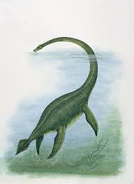 Image result for Elasmosaurus