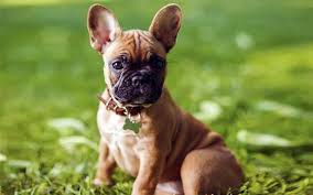 Just because they are small doesn't mean they don't want to be in charge. French Bulldog Trupanion Dog Breed Guide
