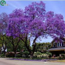 Find jacaranda bonsai from a vast selection of seeds & bulbs. Grosshandel Jacaranda Samt Bonsai Baum 100 Echter Samen In Kind Schiessen Heimgartenpflanze W016 Von A308040964 0 66 Auf De Dhgate Com Dhgate