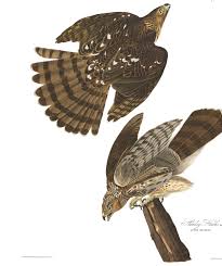 Hawks New York Birds Of Prey Pictures Stanley Hawk Birds Of America Bird Illustration Audubon Birds