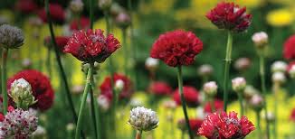 We provide unique floral arrangements, plants and gifts for all occasions. 10 Favorite Mail Order Nurseries Enchanted Gardens