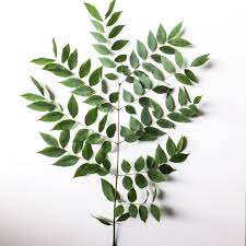 Kentucky coffee tree has the largest leaves of any native tree is illinois. 37 Wedding Invitation Ideas Black Panther Tattoo Coffee Tree Blue Spruce Tree