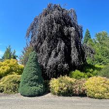 Image result for Blepharis stuhlmannii