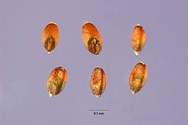 Image result for Eragrostis echinochloidea