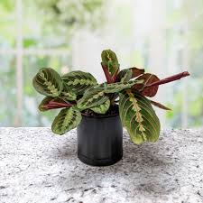Image result for maranta