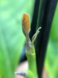 We did not find results for: Michelia Alba Problem All New Leaves Turn Brown And Die