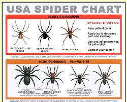 Free Spider Identification Chart