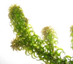 Image result for Lagarosiphon major