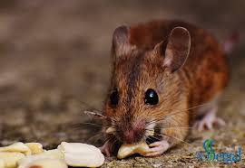 Trampa casera para ratas en casas pequeñas. Plaga De Ratones En Casa Te Ayudamos A Combatirlos Sergal