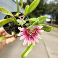 Image result for Bulbophyllum lupulinum
