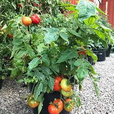 Check spelling or type a new query. Sortguide Dvargbusktomater Tradgardstrollet