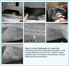 Small Animal Abdominal Radiography Todays Veterinary Practice