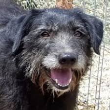 We did not find results for: A Better Life Dog Rescue Uk Betterrescue Twitter