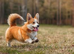 Nbt world newsline 08 june 2021. Corgi Mit Oder Ohne Rute Tiere Hund Haustiere