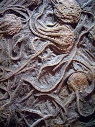Bishop Museum Of Science And Nature Jobs Fossilized Crinoids At The Museum Of Natural History Washington Dc Photo Golan Levin Geology Rocks Fossils Natural History