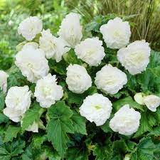 Cafe Au Lait Dinner Plate Dahlia Showy Flowers Shade Loving Flowers Bulb Flowers