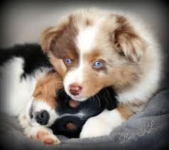 The miniature american shepherd or miniature australian shepherd is an active herding dog that resembles the australian shepherd. Barkl Miniature Australian Shepherds Puppies Australian Shepherd American Shepherd Miniature American Shepherd