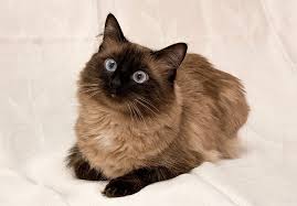 Their most defining characteristics are their blue eyes and their long, silky coats. Himalayan Cat 1080p 2k 4k 5k Hd Wallpapers Free Download Wallpaper Flare