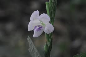 Image result for Asystasia malawiana