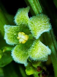 Image result for Cayaponia