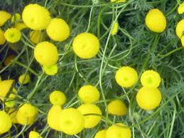 Image result for Pentzia