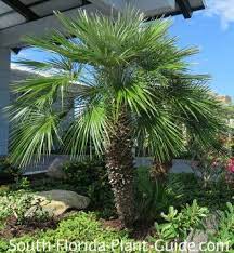 Pin On Tree For Front