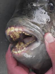 Sheepshead Fish Have Several Rows Of Human Like Teeth Zeedieren Dieren Onderwater