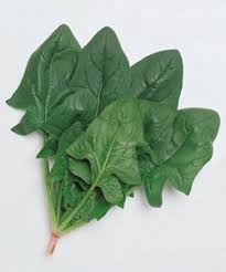 おかめ ホウレンソウ 品種カタログ タキイの野菜 タキイ種苗
