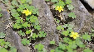 Oxalis Wood Sorrel