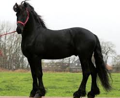 Black And White Mustang Horse For Sale White Friesian Horses Black Horses For Sale At Friesianhorses Eu About The Friesian Horse Most Beautiful Horses Friesian Horse Horses
