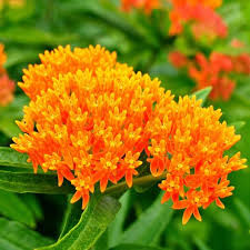 How much should i collect? Butterfly Milkweed Seeds Flower Seeds In Packets Bulk Eden Brothers