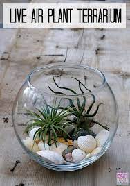 How To Make A Live Air Plant Terrarium Cutest Mini Garden Ever Air Plant Terrarium Air Plants Terrarium