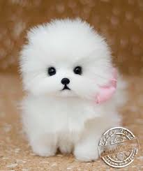 Puppy Lottie Made To Order Teddy Dog Teddy Toy Little Spitz Pomeranian Dog Plush Dog Teddy Dog Cute Small Dogs Toy Pomeranian Puppies