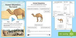 They can stay dominant for years but can germinate quickly when it rains. Camel Adaptation Powerpoint And Activity Pack Teacher Made