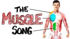 Severe muscle cramps and myoglobinuria develop after vigorous exercise. The Muscle Song Memorize Your Anatomy Science Songs Youtube