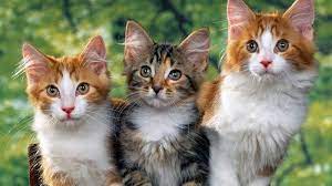 Lihat artikel ini jika kamu ingin mencoba memeilhara binatang yang out of the box. Gambar Binatang Kucing