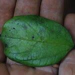 Image result for Celtis mildbraedii