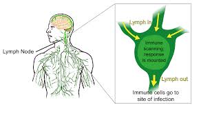 How A Newly Discovered Body Part Changes Our Understanding Of The Brain And The Immune System Science In The News