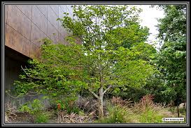 Image result for Gmelina