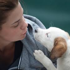 Our clients do not just include pets but their owners as well. Advanced Care Pet Hospital St Cloud Mn Vet Animal Clinic Mn Vet 320 257 0911