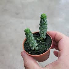 Image result for Peperomia molleri